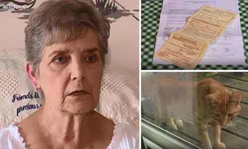 Elderly Woman Given 10 Day Jail Sentence For Feeding Stray Cats Thenigerialawyer