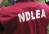 “You Will Go To Jail And Lose Everything” — FG Moves To Scrap Fine Option For Convicted Drug Traffickers, NDLEA Says