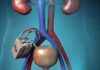 “Kidney Donation Has No Fixed Price Under Nigerian Law” — Dr Torngee Malu Explains Reimbursement