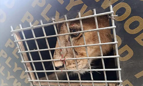 Seme Customs Intercepts Lion Cub And Two Patas Monkeys As Two Suspects Arrested For Wildlife Trafficking