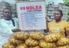 “Pastor, Wife Nabbed With 11kg Skunk” — NDLEA Arrests Couple In Lagos, Links Case To Earlier 24.5kg Seizure